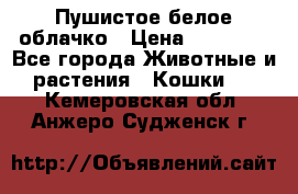 Пушистое белое облачко › Цена ­ 25 000 - Все города Животные и растения » Кошки   . Кемеровская обл.,Анжеро-Судженск г.